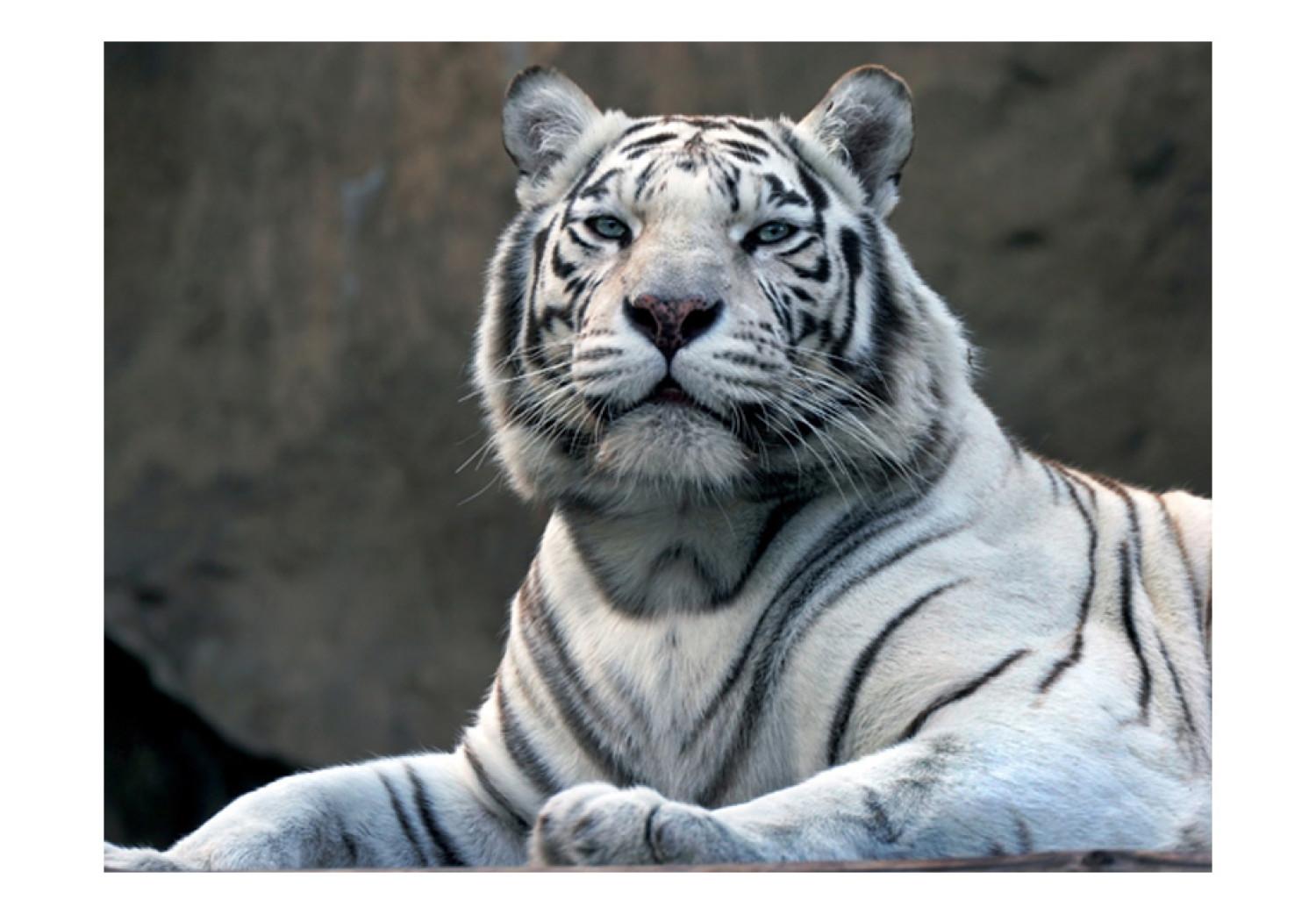 Fotomural a medida Tigre de Bengala en el Zoo