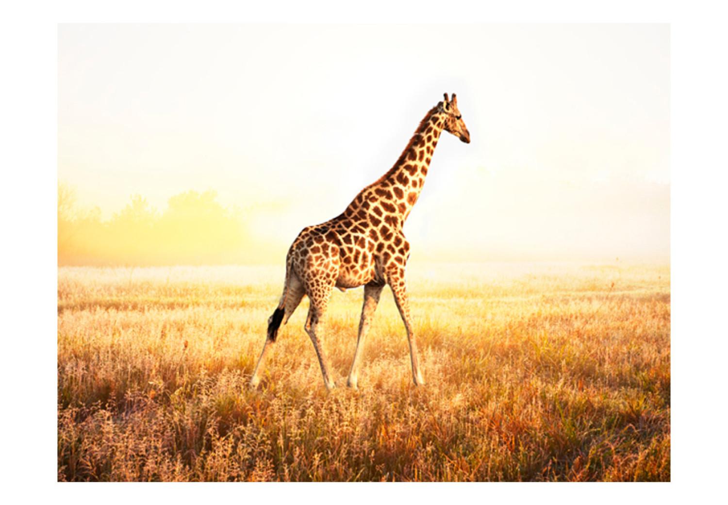 Fotomural Naturaleza africana - jirafa paseando por la sabana al amanecer
