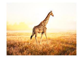 Fotomural Naturaleza africana - jirafa paseando por la sabana al amanecer