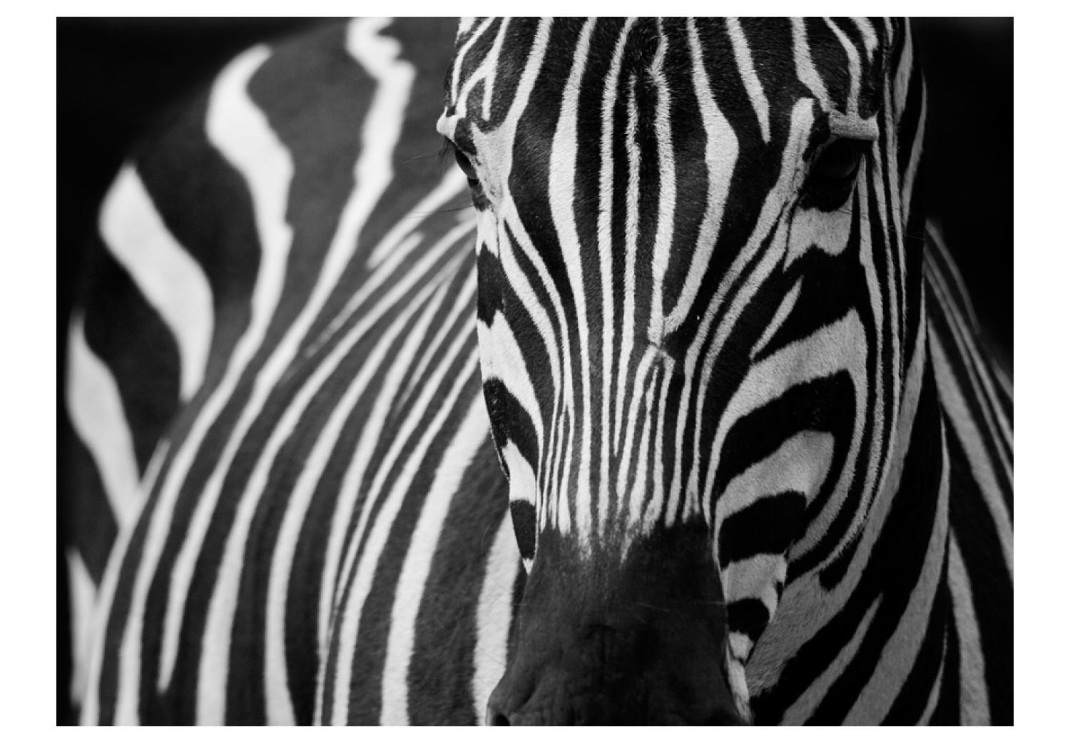 Fotomural a medida Naturaleza africana - cebra en blanco y negro sobre fondo negro