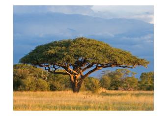 Fotomural a medida Acacia africana- Parco Nacional Hwange, Zimbabwe