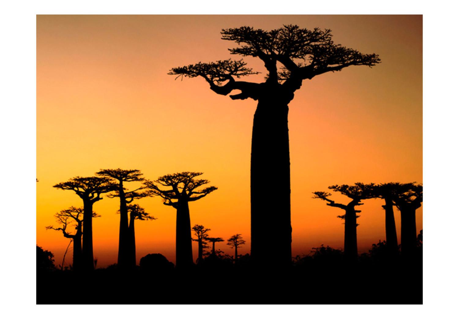 Fotomural Árboles africanos baobab