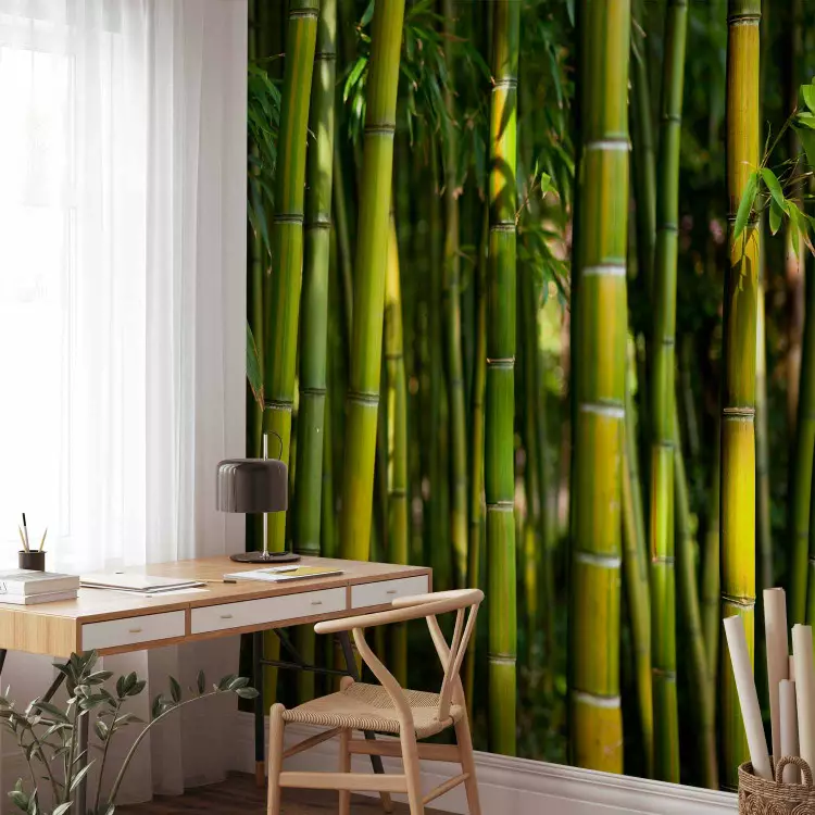 Fotomural decorativo Motivo japonés - bosque al estilo oriental con bambús al centro