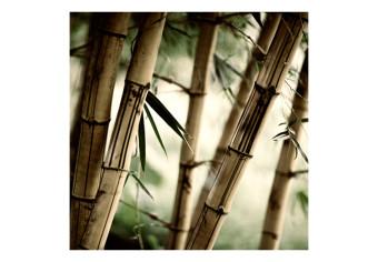 Fotomural a medida Motivo japonés - vegetación oriental con macro de bambús