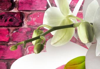 Cuadro moderno Impresiones sobre las orquídeas