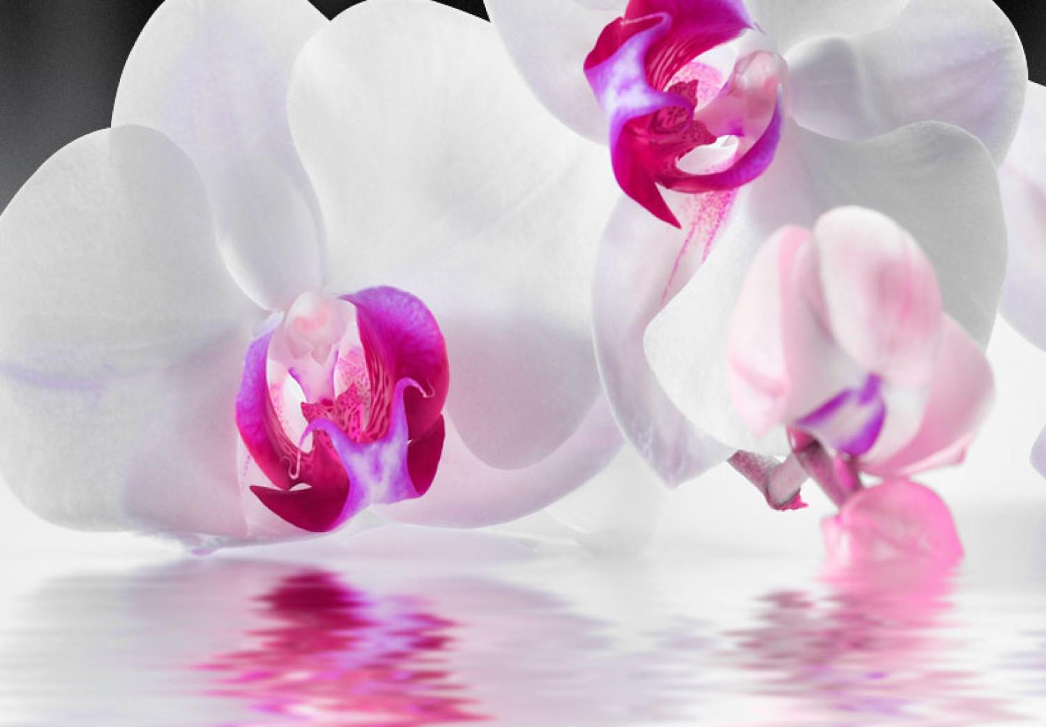 Cuadro moderno Orchids In Water