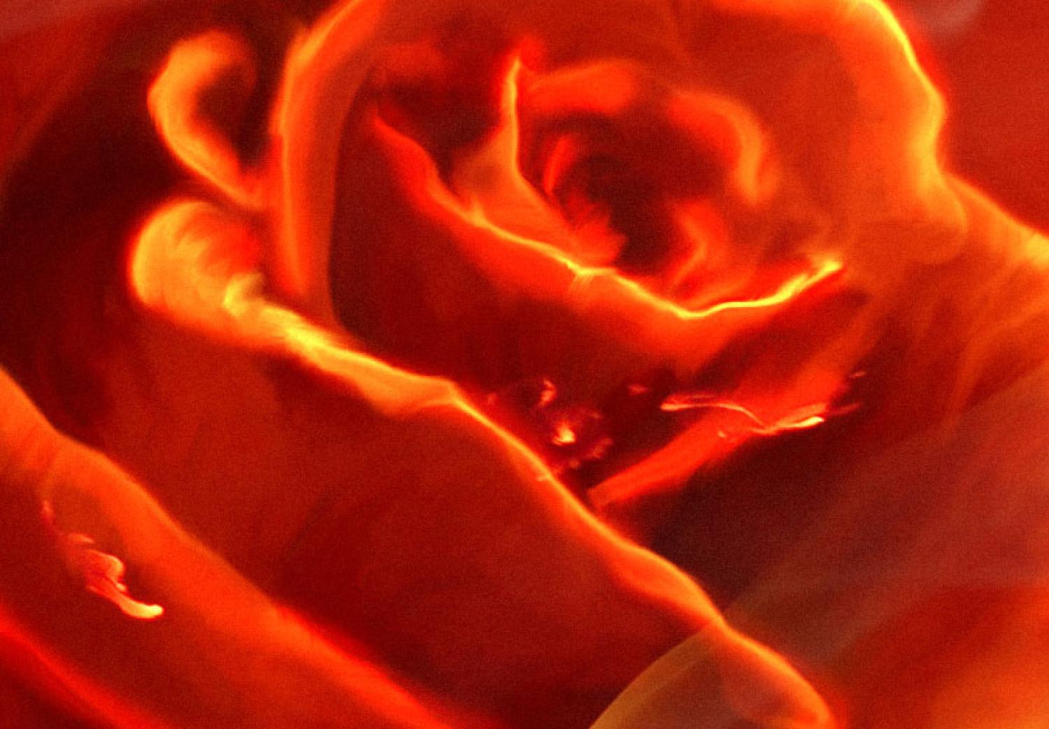 Cuadro decorativo Flaming Rose