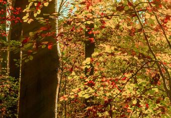 Cuadro decorativo Autumn Wilderness