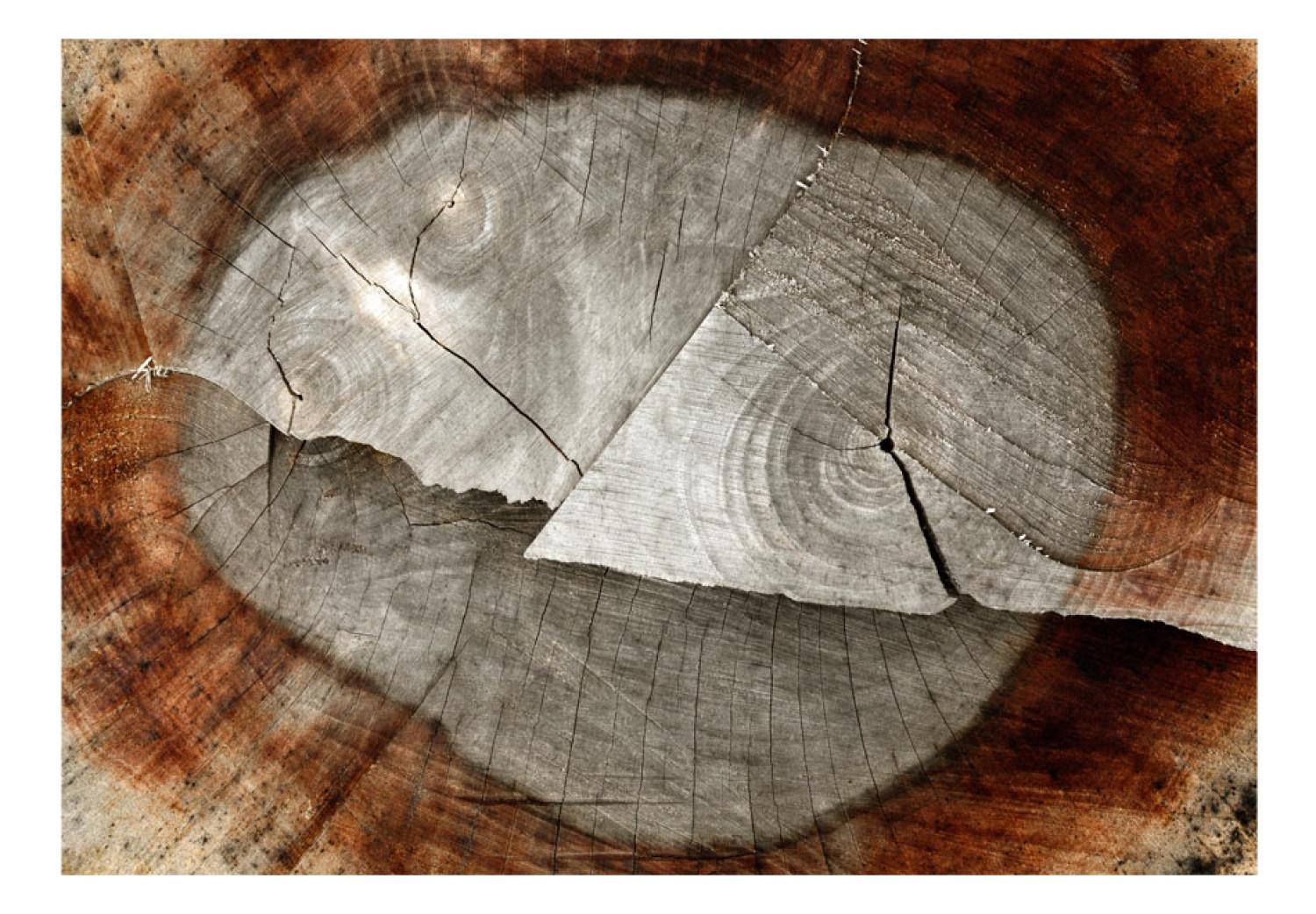 Fotomural Naturaleza del bosque - Tronco de árbol caído con centro gris