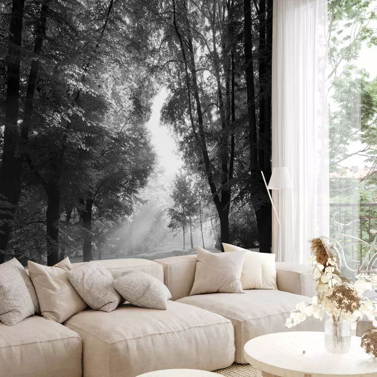 Fotomural decorativo Diapasones del bosque - paisaje en blanco y negro de un parque con un amplio callejón y árboles viejos