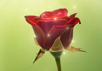 Cuadro Magical Rose