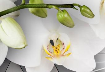 Impresión en metacrílato Baile perla de la orquídea [Glass]