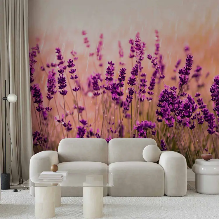 Lavanda bajo la lluvia - paisaje de prado con flores moradas