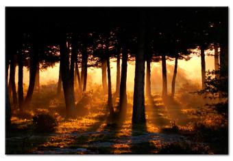 Cuadro Forest Dawn