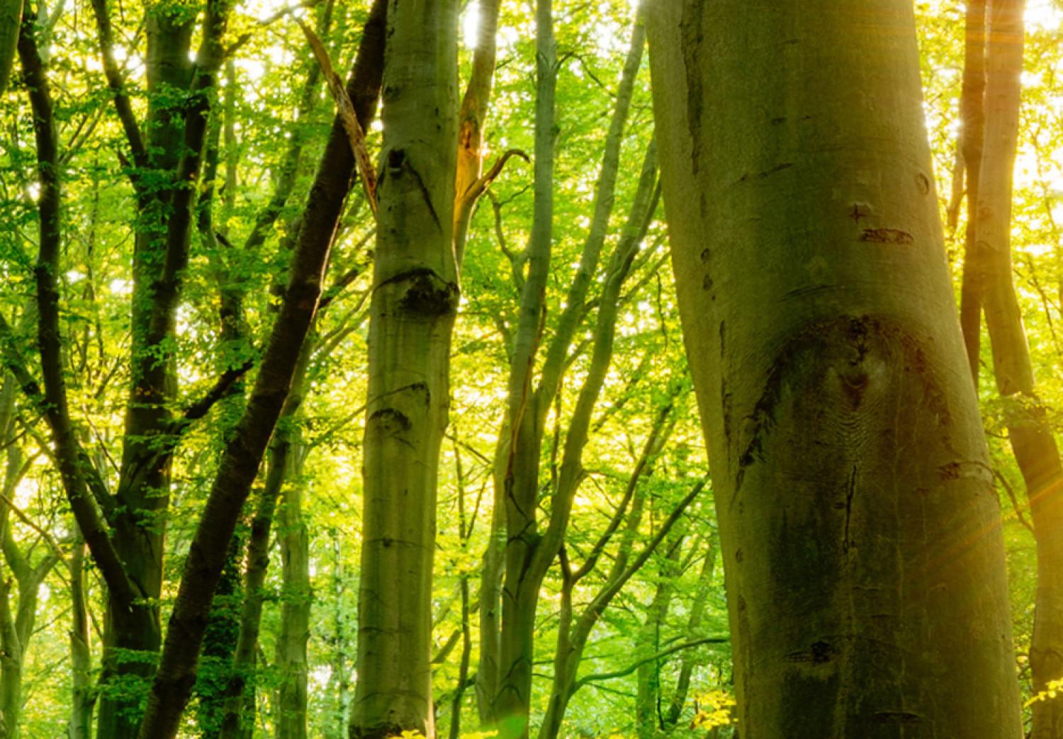 Cuadro moderno Historia del bosque (5-pieza) - luz entre árboles