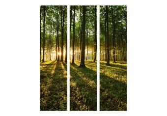 Biombo decorativo Morning in the Forest [Room Dividers]