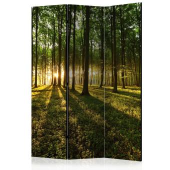 Biombo decorativo Morning in the Forest [Room Dividers]