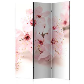 Biombo original Flor de cerezo - planta oriental rosa sobre fondo blanco en estilo Zen