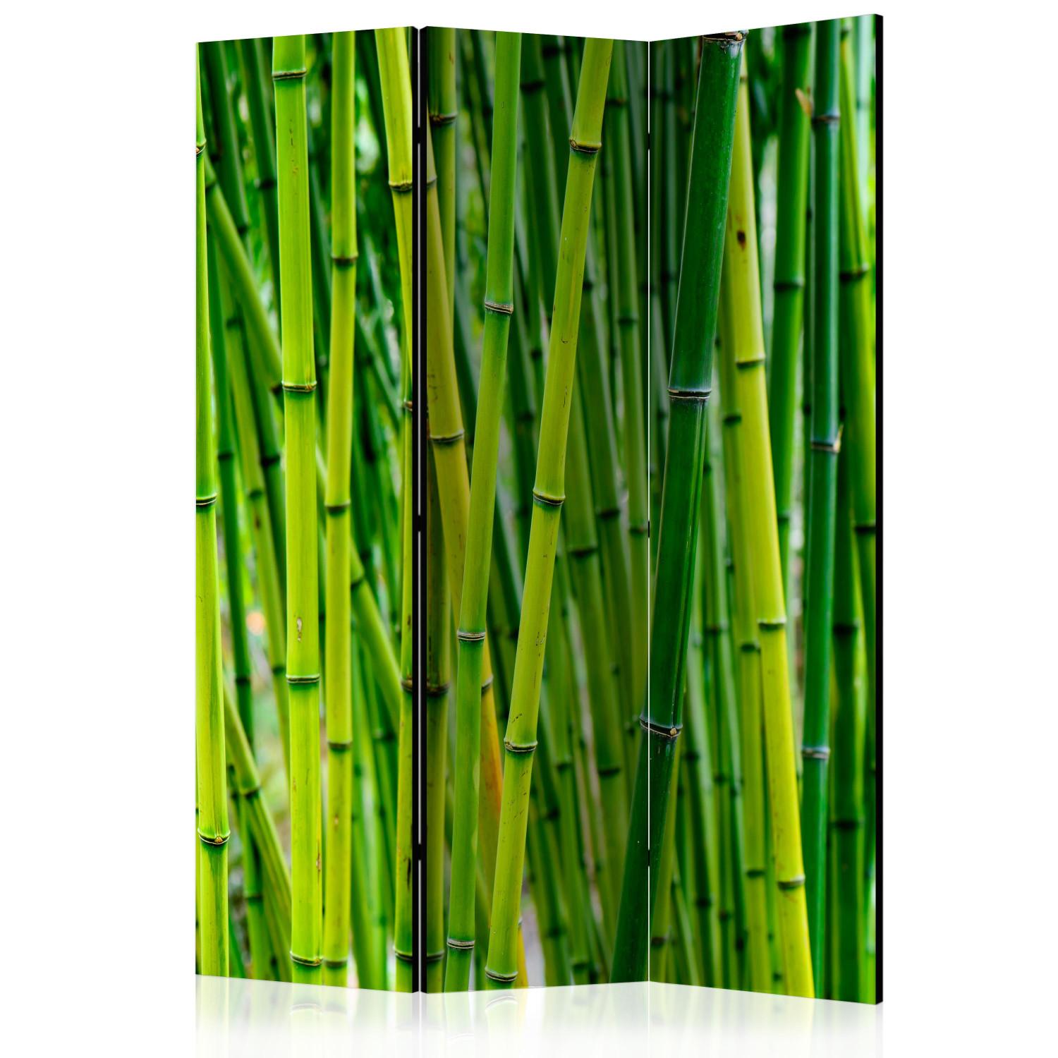 Biombo barato Bosque de bambú: árboles de bambú verdes en estilo zen oriental