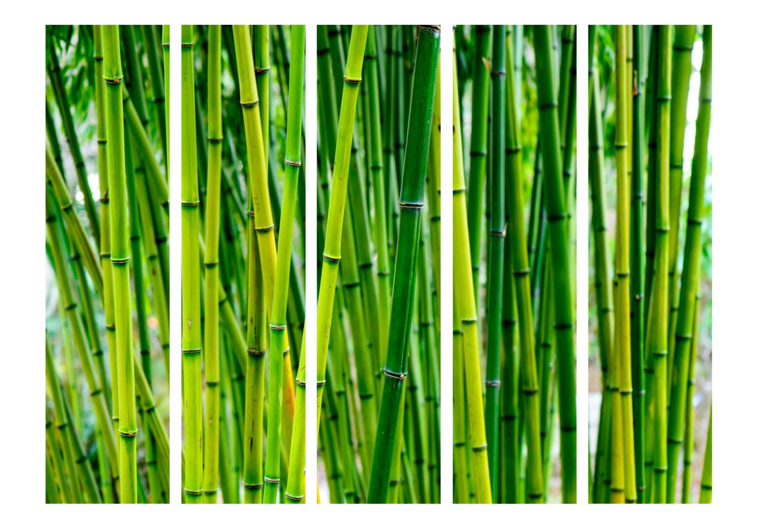 Biombo original Bosque de Bambú II - árboles de bambú verdes en estilo oriental