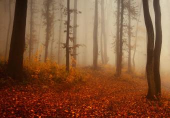 Cuadro decorativo Autumnal Fog