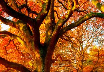 Cuadro Magic of Autumn