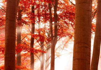 Cuadro Nature: Autumnal Forest