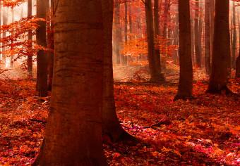 Cuadro Nature: Autumnal Forest