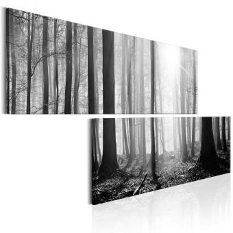 Cuadro Nature: Black and White Forest 