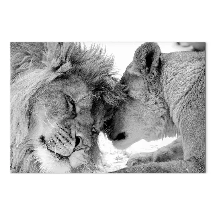 Lion's Love