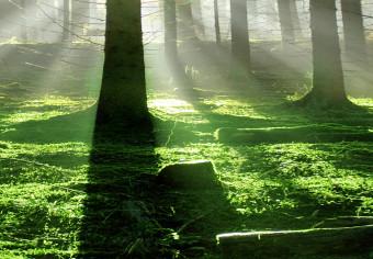 Cuadro Bosque esmeralda - paisaje verde con rayos de sol