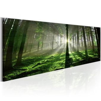 Cuadro Bosque esmeralda - paisaje verde con rayos de sol