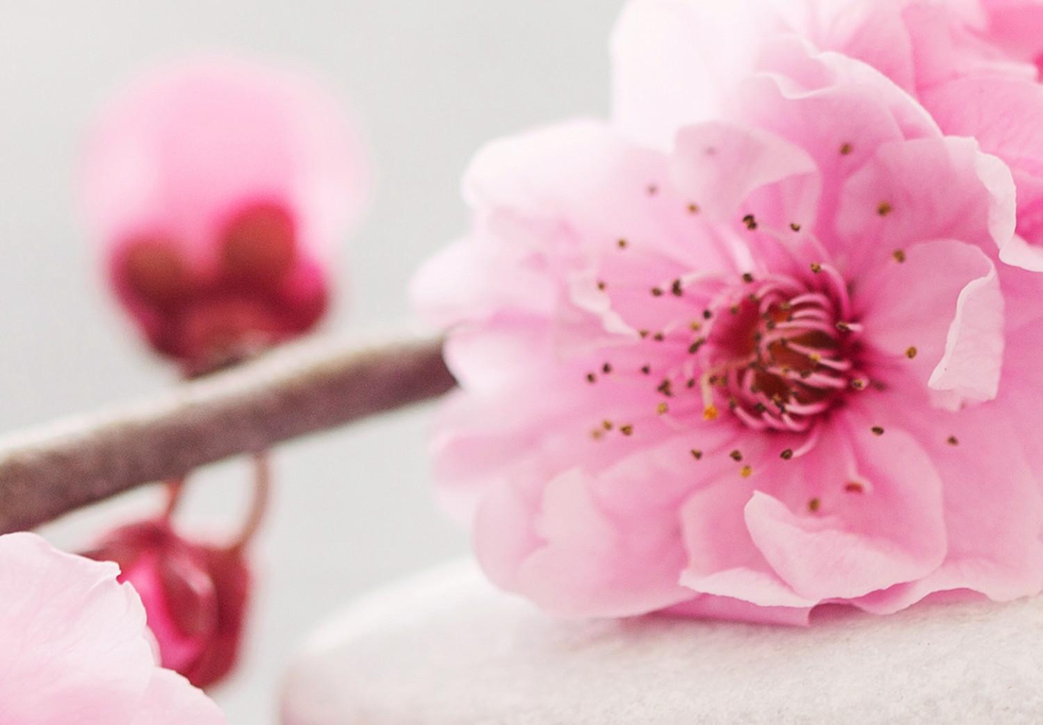 Cuadro decorativo Zen: Cherry Blossoms II