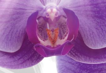 Cuadro decorativo Abstract Garden: Purple Orchis
