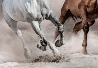 Cuadro Galope hacia la libertad - caballos blancos y marrones en arena