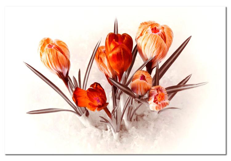 Crocus rojos (1 parte) - un ramo romántico de flores primaverales