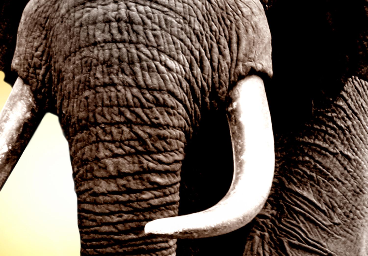 Cuadro Elefante atardecer (5 partes) - viaje por naturaleza africana