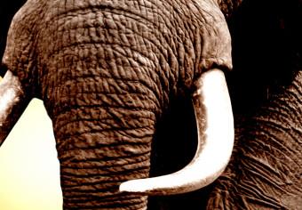 Cuadro African Elephant