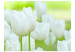 Fotomural Campo de tulipanes blancos 60350 additionalThumb 1
