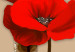 Cuadro Amapolas blancas y rojas - tríptico con flores sobre un fondo marrón 128831 additionalThumb 5