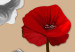 Cuadro Amapolas blancas y rojas - tríptico con flores sobre un fondo marrón 128831 additionalThumb 4