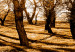 Cuadro moderno Sol otoñal - paisaje con callejón, árboles y naturaleza en luz dorada 122191 additionalThumb 5