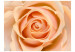 Fotomural decorativo Rosa melocotón - motivo floral con rosa en el centro 60302 additionalThumb 1