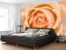 Fotomural decorativo Rosa melocotón - motivo floral con rosa en el centro 60302