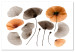 Cuadro decorativo Amapolas de herbario - aprecio de belleza de naturaleza y vegetación 118233