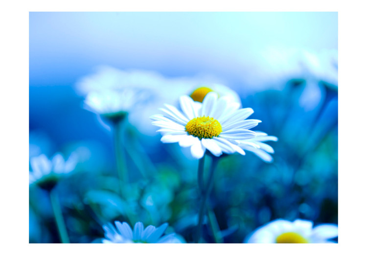 Fotomural decorativo Margarita en prado azul - flor en acercamiento macro en fondo floral 60464 additionalImage 1