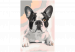 Cuadro numerado para pintar Bulldog francés 107125 additionalThumb 7