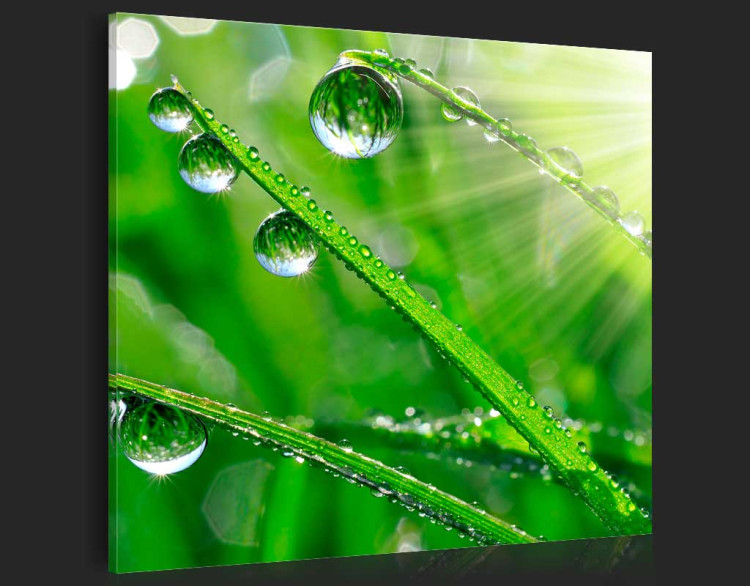 Impresión en el vidrio acrílico Dew on the Grass [Glass] 92855 additionalImage 6