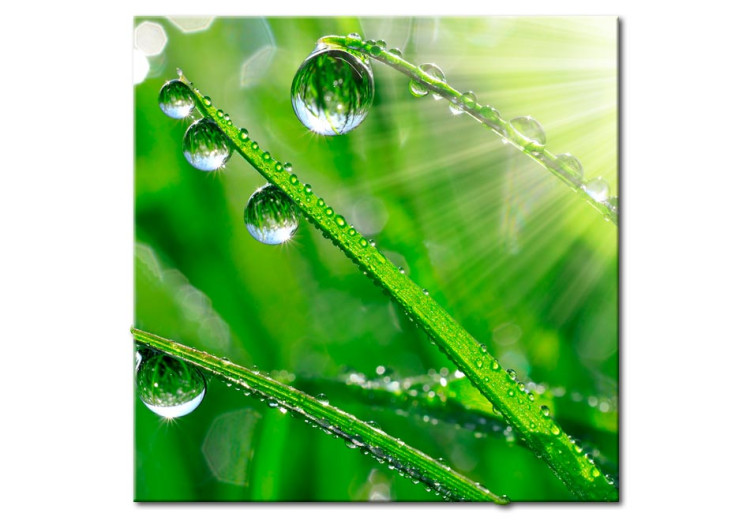 Impresión en el vidrio acrílico Dew on the Grass [Glass] 92855 additionalImage 2