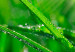 Impresión en el vidrio acrílico Dew on the Grass [Glass] 92855 additionalThumb 4